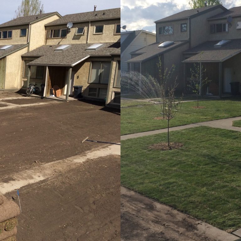 Calgary Sod Project before and after