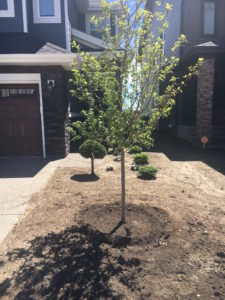Caliper Tree install